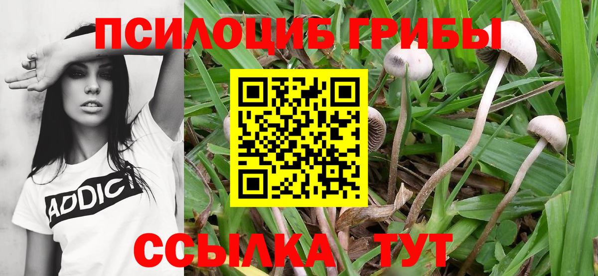 как найти закладки  Вход с VPN  Минеральные Воды  Галлюциногенные грибы Magic Shrooms  Псилоцибиновые грибы Psilocybine cubensis 